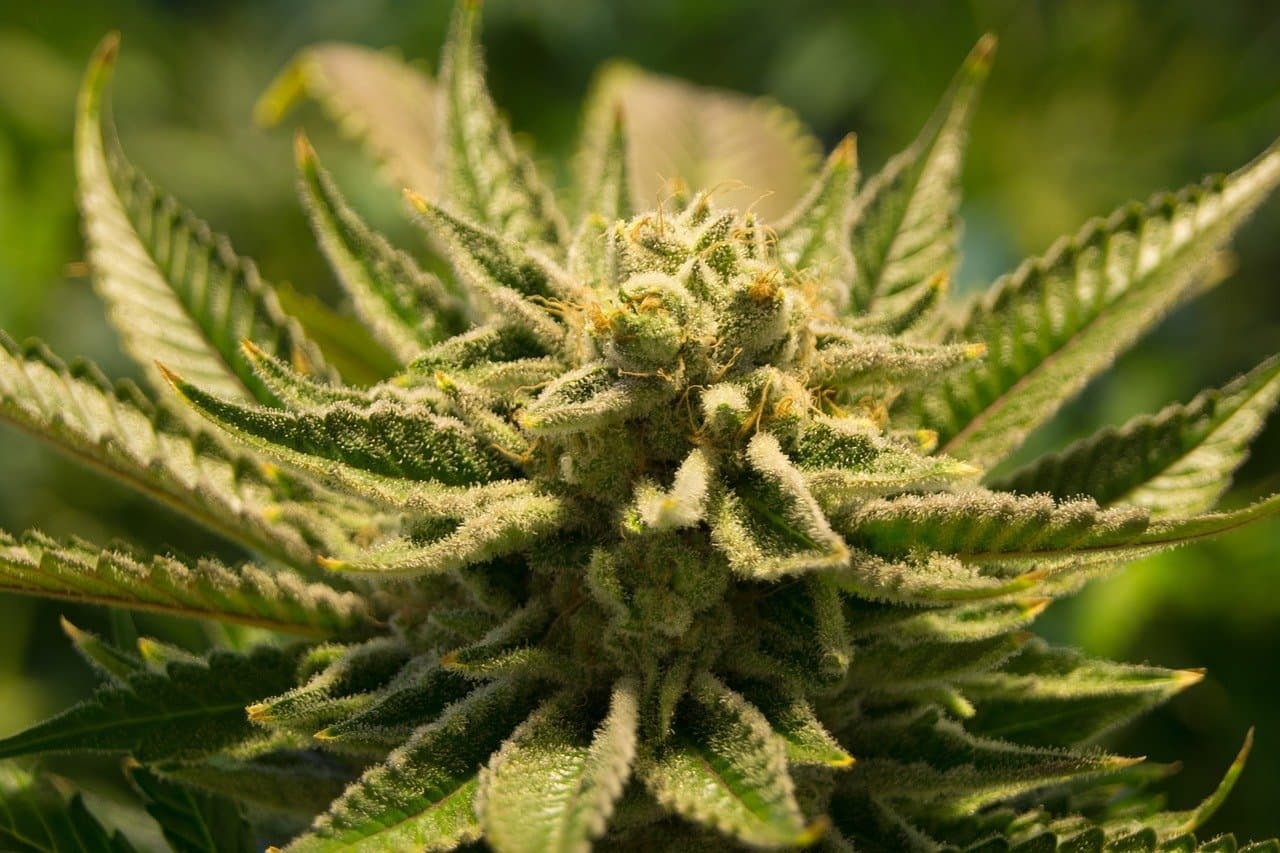1 kg CBD Blüten kaufen auf Rechnung – So geht’s einfach und sicher