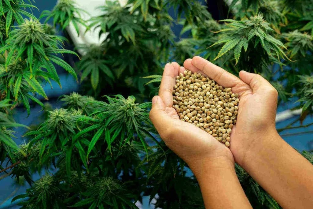 Forschungsförderung für Cannabis Samen: Aktuelle Entwicklungen und Zukunftsaussichten