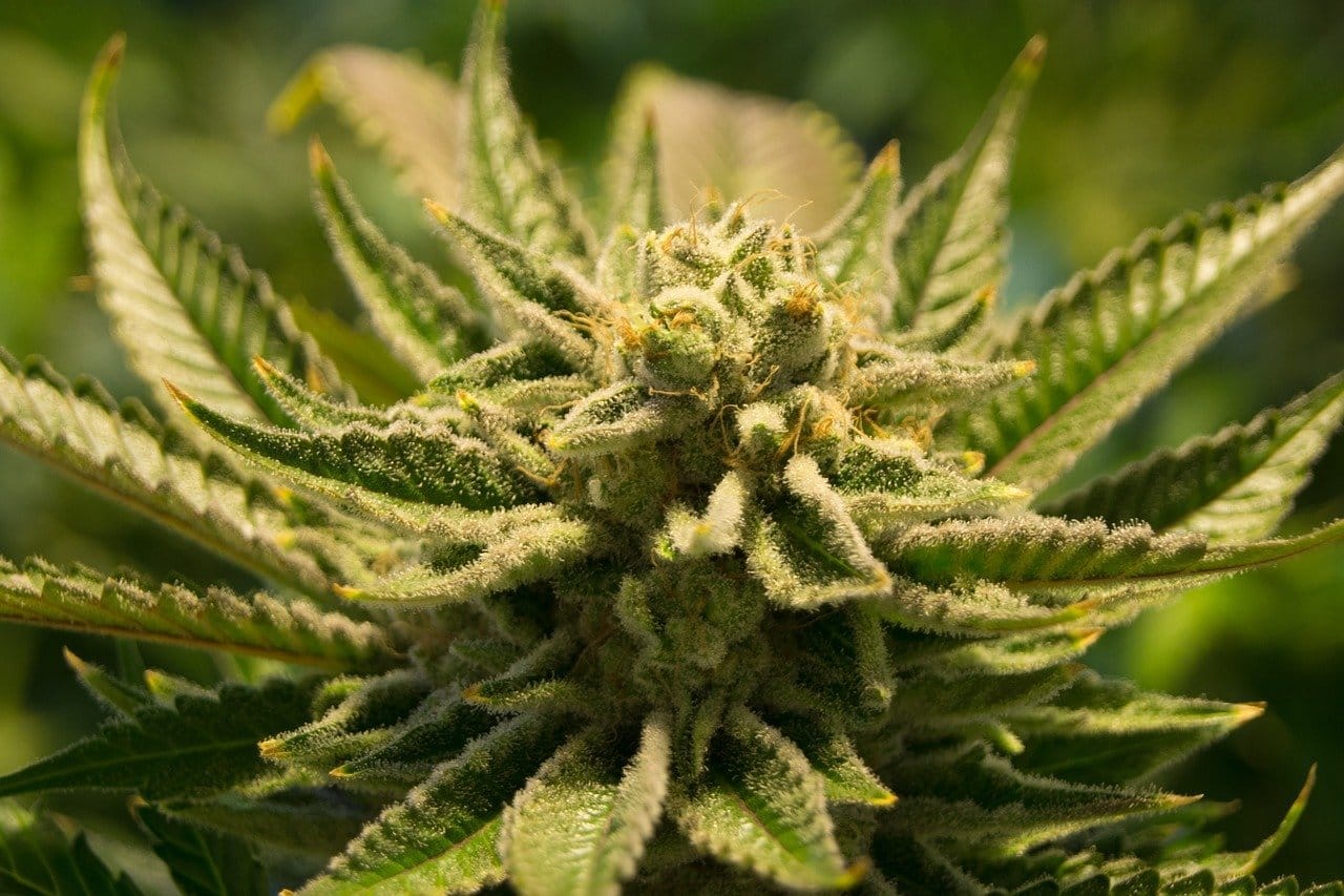 1 kg CBD Blüten kaufen auf Rechnung – So geht’s einfach und sicher