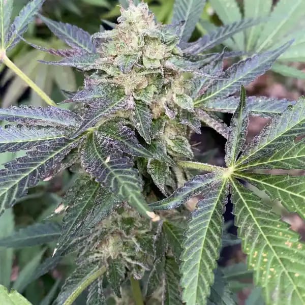 Rhino Cannabis Samen: Garantiert frisch und potent