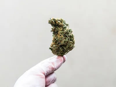 Feminisierte Cannabis Indica Samen: Qualität aus den besten Seedbanks