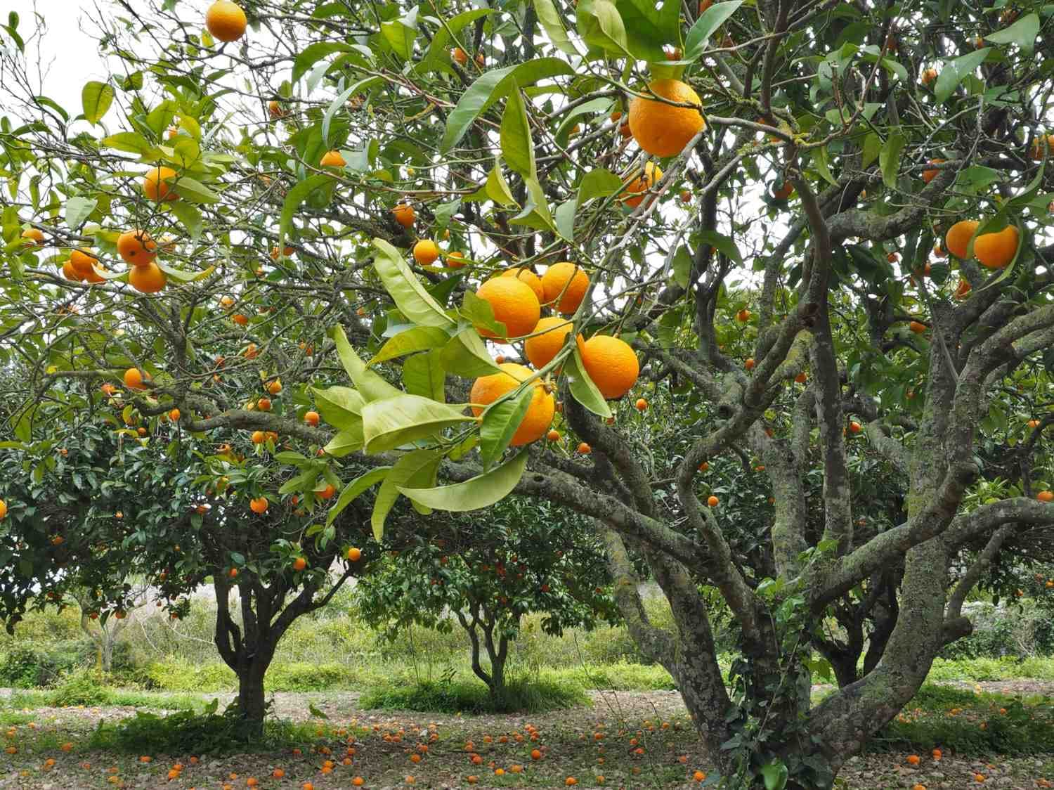 Obstbäume Hochstamm kaufen: Worauf Sie achten sollten, um die besten Exemplare zu finden