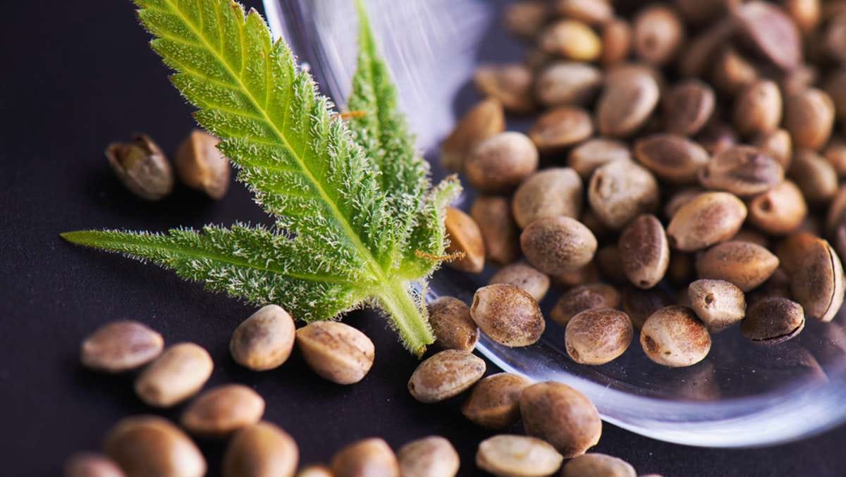 Vom Samen bis zum Verkauf: Die Cannabis Samen Lieferkette navigieren