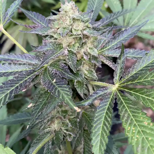 Rhino Cannabis Samen: Garantiert frisch und potent