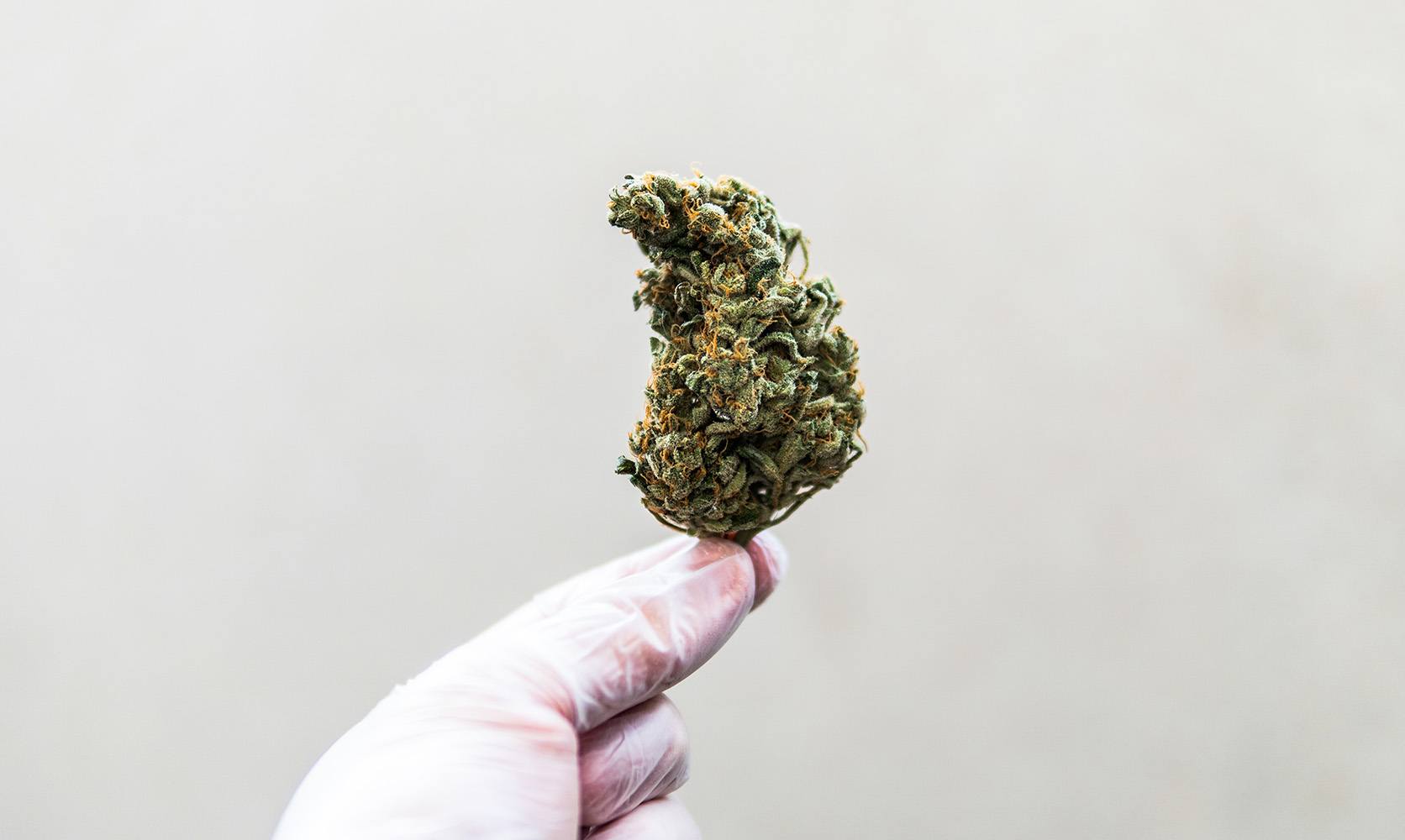 Feminisierte Cannabis Indica Samen: Qualität aus den besten Seedbanks